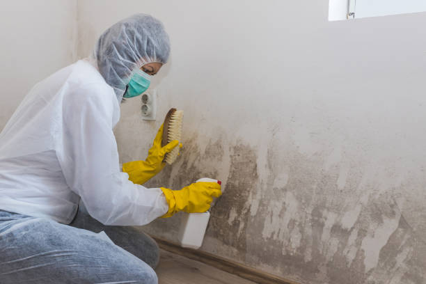 Best Same-Day Mold Removal  in Walkertown, NC