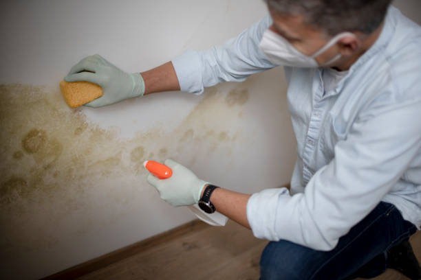 Best Attic Mold Removal  in Walkertown, NC