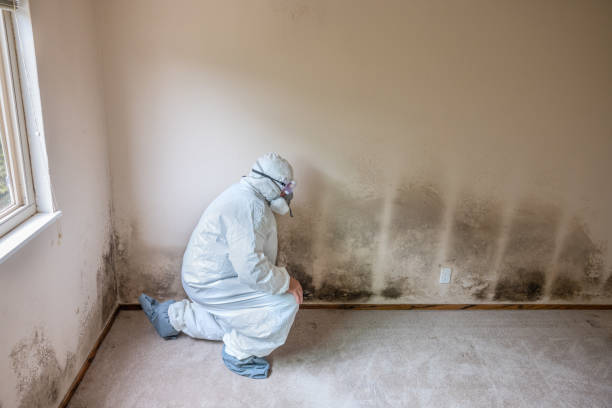 Walkertown, NC Mold Removal Company