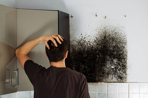 Best Mold Removal Company Near Me  in Walkertown, NC